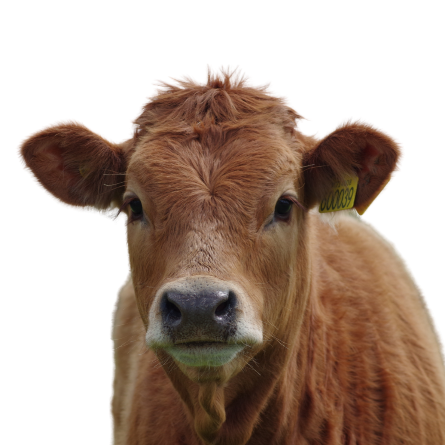 牛肉